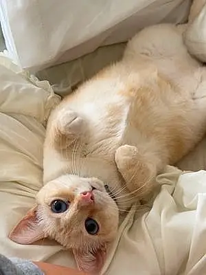 Name Siamese Cat Jasmine