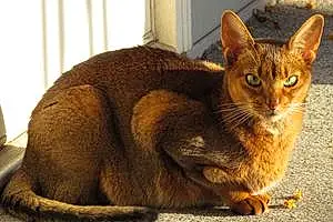 Name Abyssinian Cat Brie
