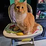 Cat, Felidae, Comfort, Pet Supply, Carnivore, Small To Medium-sized Cats, Whiskers, Chair, Fawn, Cat Supply, Tail, Snout, Dishware, Paw, Domestic Short-haired Cat, Sitting, Lap, Furry friends, Box, Serveware