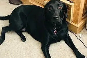 Name Labrador Retriever Dog Jetta