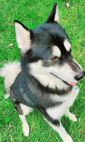 Name Alaskan Malamute Dog Jaxon