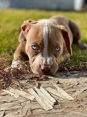 Name Pitt Bull Terrier Dog Bentley