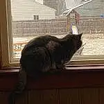Window, Cat, Felidae, Carnivore, Wood, Small To Medium-sized Cats, Tints And Shades, Pet Supply, Snout, Tail, Whiskers, Glass, Window Treatment, Furry friends, Domestic Short-haired Cat, Tree, Sash Window, Door, Cage