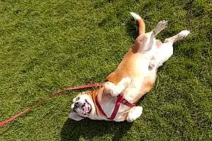 Name Beagle Dog Dino