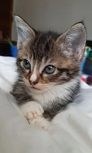 Name Tabby Cat Gizmo
