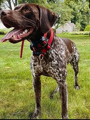 Name German shorthaired pointer Dog Hector