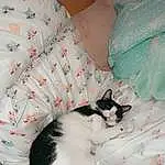 Cat, Comfort, Textile, Carnivore, Felidae, Grey, Whiskers, Small To Medium-sized Cats, Linens, Bed, Pattern, Tail, Bedding, Domestic Short-haired Cat, Furry friends, Room, Bed Sheet, Duvet, Paw, Cat Supply
