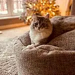 Christmas Tree, Cat, Felidae, Light, Carnivore, Small To Medium-sized Cats, Wood, Branch, Comfort, Whiskers, Christmas Ornament, Window, Grey, Fawn, Hardwood, Larch, Christmas Decoration, Tail