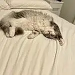 Cat, Comfort, Textile, Gesture, Carnivore, Grey, Dog breed, Whiskers, Felidae, Small To Medium-sized Cats, Companion dog, Snout, Tail, Paw, Canidae, Domestic Short-haired Cat, Linens