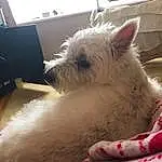 Dog, Carnivore, Dog breed, Fawn, Companion dog, Comfort, Toy Dog, Furry friends, Small Terrier, Terrier, Working Animal, Canidae, Non-sporting Group, Bichon