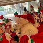 Toy, Textile, Santa Claus, Pink, Teddy Bear, Hat, Plant, Stuffed Toy, Plush, Event, Christmas Decoration, Rose, Furry friends, Mascot, Petal, Christmas, Carmine, Fun, Holiday