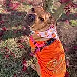 Dog, Plant, Dog Clothes, Dog Supply, Carnivore, Dog breed, Collar, Orange, Working Animal, Pink, Toy, Grass, Liver, Fawn, Companion dog, Tree, Red, Snout, Sunglasses, Pumpkin
