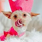 Party Hat, Dog breed, Dog Supply, Dog, Carnivore, Ear, Pink, Fawn, Working Animal, Cone, Costume Hat, Companion dog, Snout, Whiskers, Holiday, Furry friends, Event, Fictional Character, Fashion Accessory, Canidae