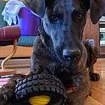 Dog, Blue, Automotive Tire, Tread, Tire, Carnivore, Wheel, Working Animal, Dog breed, Fawn, Companion dog, Synthetic Rubber, Snout, Tire Care, Rim, Australian Cattle Dog, Collar, Whiskers, Dog Collar, Chair
