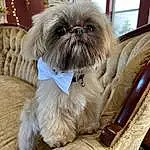 Dog, Dog breed, Carnivore, Liver, Dog Supply, Shih Tzu, Pet Supply, Companion dog, Working Animal, Fawn, Toy Dog, Snout, Canidae, Furry friends, Terrier, Shih-poo, Comfort, Collar, Maltepoo
