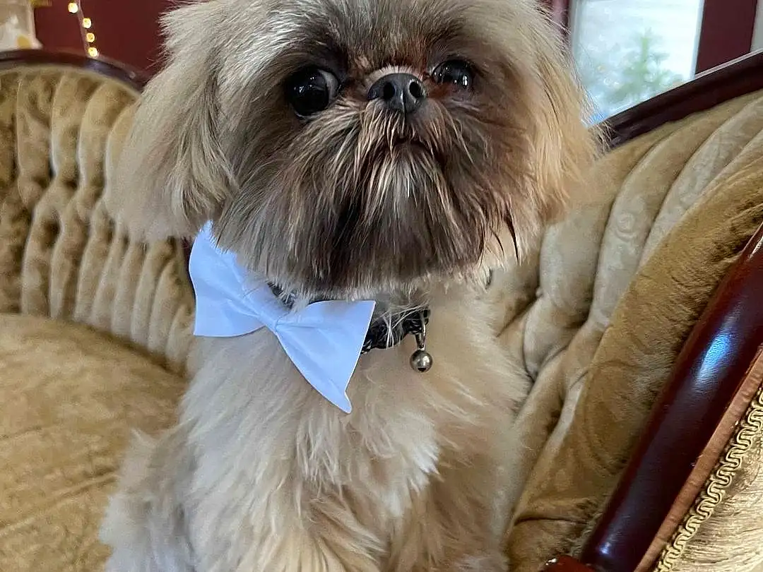 Dog, Dog breed, Carnivore, Liver, Dog Supply, Shih Tzu, Pet Supply, Companion dog, Working Animal, Fawn, Toy Dog, Snout, Canidae, Furry friends, Terrier, Shih-poo, Comfort, Collar, Maltepoo