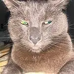 Cat, Eyes, Felidae, Carnivore, Small To Medium-sized Cats, Whiskers, Grey, Russian blue, Snout, Close-up, Furry friends, Domestic Short-haired Cat, Terrestrial Animal