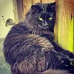Cat, Eyes, Felidae, Carnivore, Small To Medium-sized Cats, Grey, Whiskers, Window, Tints And Shades, Black cats, Tail, Snout, British Longhair, Furry friends, Domestic Short-haired Cat, Paw, Claw, Terrestrial Animal, Metal