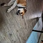 Dog, Wood, Carnivore, Fawn, House, Companion dog, Hardwood, Dog breed, Stairs, Tail, Building, Composite Material, Wood Stain, Plywood, Comfort, Wood Flooring, Laminate Flooring