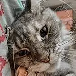 Cat, Felidae, Carnivore, Small To Medium-sized Cats, Fawn, Whiskers, Snout, Close-up, Domestic Short-haired Cat, Furry friends, Plant, Paw, Terrestrial Animal, Claw, Photo Caption, Photography