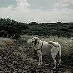 Cloud, Dog, Sky, Dog breed, Carnivore, Fawn, Plant, Working Animal, Grass, Tree, Landscape, Companion dog, Snout, Black & White, Grassland, Monochrome, Soil, Field, Horizon