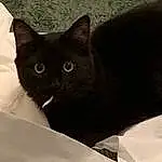 Eyes, Cat, Felidae, Carnivore, Small To Medium-sized Cats, Comfort, Grey, Whiskers, Snout, Black cats, Domestic Short-haired Cat, Terrestrial Animal, Furry friends, Tail