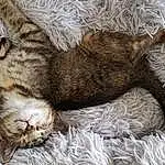 Cat, Felidae, Carnivore, Small To Medium-sized Cats, Comfort, Whiskers, Snout, Tail, Domestic Short-haired Cat, Furry friends, Paw, Claw, Terrestrial Animal, Nap, Sleep, Foot