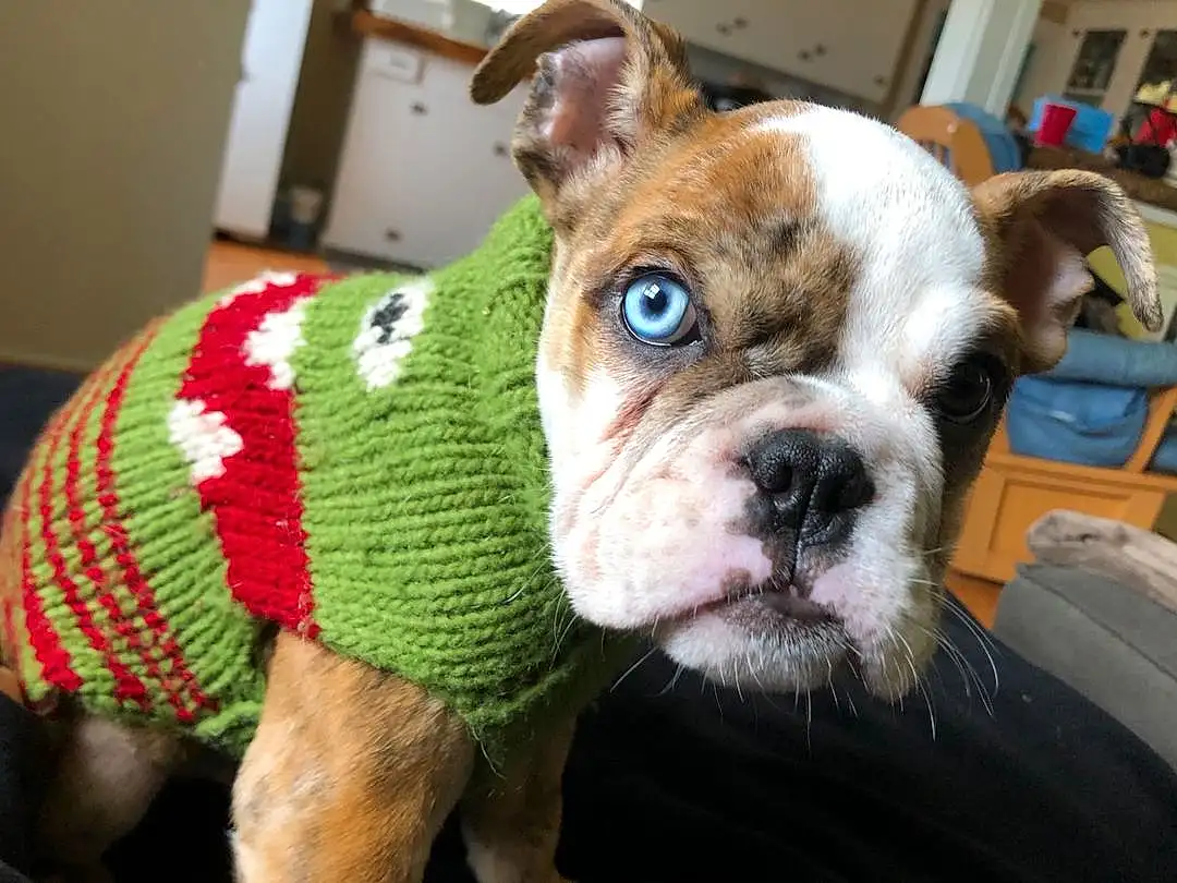 Dog, Dog breed, Carnivore, Bulldog, Ear, Companion dog, Fawn, Whiskers, Snout, Toy Dog, Working Animal, Grass, Furry friends, Wrinkle, Terrestrial Animal, French Bulldog, Canidae, Dog Clothes, Molosser
