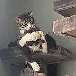 Eyes, Cat, Felidae, Carnivore, Small To Medium-sized Cats, Grey, Whiskers, Flash Photography, Stairs, Tail, Monochrome, Furry friends, Sitting, Window, Domestic Short-haired Cat, Wood, Room, Comfort, Vintage Clothing, Black & White
