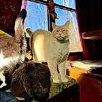 Cat, Window, Carnivore, Felidae, Whiskers, Comfort, Wood, Small To Medium-sized Cats, Fawn, Tail, Snout, Furry friends, Table, Chair, Domestic Short-haired Cat, Cat Supply, Hardwood, Curtain, Room, Paw