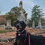 Sky, Plant, Dog, Dog breed, Cloud, Carnivore, Collar, Tree, Working Animal, Fawn, Dog Collar, Cemetery, Companion dog, Pet Supply, Grave, Canidae, Grass, Sculpture, Liver