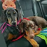 Dog, Vehicle, Collar, Carnivore, Car Seat Cover, Liver, Head Restraint, Dog breed, Working Animal, Vehicle Door, Car Seat, Dog Supply, Companion dog, Auto Part, Snout, Dog Collar, Car, Automotive Exterior