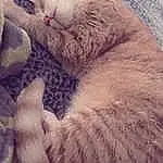 Cloud, Cat, Comfort, Carnivore, Felidae, Fawn, Small To Medium-sized Cats, Dog breed, Whiskers, Tail, Companion dog, Furry friends, Linens, Paw, Meteorological Phenomenon, Claw, Domestic Short-haired Cat, Nap, Nail