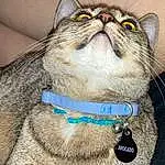 Glasses, Cat, Vision Care, Felidae, Carnivore, Small To Medium-sized Cats, Collar, Iris, Whiskers, Fawn, Snout, Eyewear, Close-up, Electric Blue, Domestic Short-haired Cat, Pet Supply, Terrestrial Animal, Grass, Wrinkle
