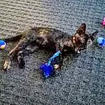 Cat, Purple, Felidae, Carnivore, Dog breed, Fawn, Small To Medium-sized Cats, Electric Blue, Whiskers, Tail, Road Surface, Fashion Accessory, Leash, Furry friends, Dog Supply, Claw, Collar, Domestic Short-haired Cat, Pet Supply