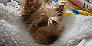 Name Yorkshire Terrier Dog Chucky