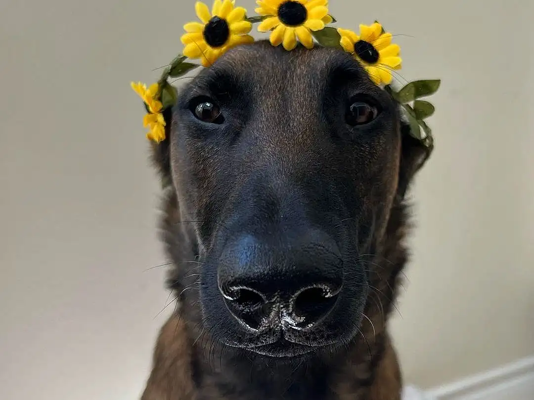 Dog, Flower, Carnivore, Fawn, Dog breed, Working Animal, Companion dog, Snout, Plant, Electric Blue, Whiskers, Fashion Accessory, Furry friends, Door, Terrestrial Animal, Canidae, Collar, Dog Collar, Working Dog