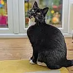 Cat, Window, Carnivore, Grey, Felidae, Bombay, Whiskers, Small To Medium-sized Cats, Snout, Black cats, Tail, Terrestrial Animal, Wood, Furry friends, Domestic Short-haired Cat, Hardwood, Claw, Foot