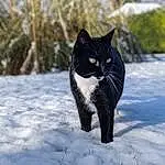 Cat, Eyes, Snow, Carnivore, Grey, Felidae, Water, Small To Medium-sized Cats, Freezing, Grass, Whiskers, Terrestrial Animal, Tree, Black cats, Winter, Tail, Furry friends, Domestic Short-haired Cat, Paw, Electric Blue