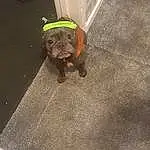 Brown, Dog, Road Surface, Dog breed, Carnivore, Grey, Fawn, Companion dog, Asphalt, Working Animal, Pet Supply, Snout, Concrete, Tail, Liver, Canidae, Leash