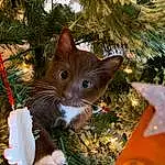 Christmas Tree, Cat, Christmas Ornament, Light, Leaf, Branch, Felidae, Holiday Ornament, Plant, Carnivore, Whiskers, Small To Medium-sized Cats, Christmas Decoration, Fawn, Woody Plant, Wood, Grass, Ornament, Christmas, Holiday