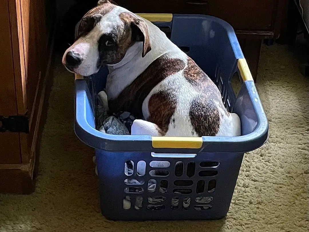 Dog, Dog Supply, Dog breed, Pet Supply, Carnivore, Companion dog, Fawn, Basket, Working Animal, Snout, Canidae, Cabinetry, Storage Basket, Luggage And Bags, Bag, Wood, Wicker, Collar, Box