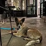 Dog, Carnivore, Dog breed, Felidae, Road Surface, Window, Chair, Fawn, Wallaby, Wood, Small To Medium-sized Cats, Snout, Terrestrial Animal, Building, Tail, Whiskers, Companion dog