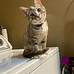 Cat, White, Felidae, Carnivore, Small To Medium-sized Cats, Whiskers, Fawn, Pet Supply, Tail, Domestic Short-haired Cat, Room, Cat Supply, Devon Rex, Terrestrial Animal
