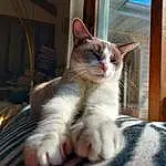 Cat, Eyes, Felidae, Carnivore, Small To Medium-sized Cats, Whiskers, Window, Fawn, Snout, Tail, Comfort, Paw, Furry friends, Domestic Short-haired Cat, Claw, Wood, Sitting, Terrestrial Animal, Tree, Foot