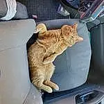 Cat, Car, Vehicle, Light, Hood, Vroom Vroom, Automotive Lighting, Felidae, Carnivore, Automotive Design, Automotive Exterior, Small To Medium-sized Cats, Fawn, Vehicle Door, Comfort, Car Seat Cover, Car Seat, Personal Luxury Car, Whiskers, Auto Part