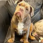 Dog, Bulldog, Carnivore, Fawn, Companion dog, Whiskers, Wrinkle, Liver, Dog breed, Comfort, Snout, Terrestrial Animal, Working Animal, White English Bulldog, Canidae, Couch, Furry friends, Non-sporting Group, Dorset Olde Tyme Bulldogge, Puppy