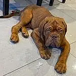 Dog, Dog breed, Carnivore, Liver, Companion dog, Wrinkle, Fawn, Snout, Working Animal, Terrestrial Animal, Canidae, Tail, Collar, Art, Shar Pei, Furry friends, Dog Collar