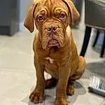 Dog, Carnivore, Dog breed, Liver, Shar Pei, Fawn, Companion dog, Wood, Working Animal, Wrinkle, Snout, Dog Collar, Chair, Molosser, Working Dog, Art, Ancient Dog Breeds, Canidae