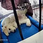 Dog, Carnivore, Dog breed, Pet Supply, Companion dog, Fawn, Dog Supply, Snout, Toy, Toy Dog, Terrier, Working Animal, Cage, Animal Shelter, Furry friends, Labradoodle, Metal, Canidae, Poodle